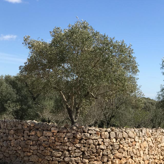 Holiday accommodation in quiet rural setting in Puglia, Italy